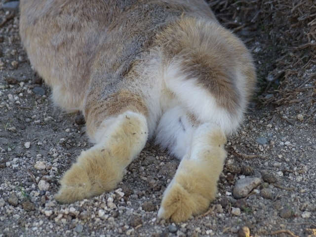 ラビットフット ウサギの足 とは 縁起物である理由は イースターとは 効果は などの疑問をわかりやすく解説していきます 運気を上げて金運アップするための開運アイテムを紹介します