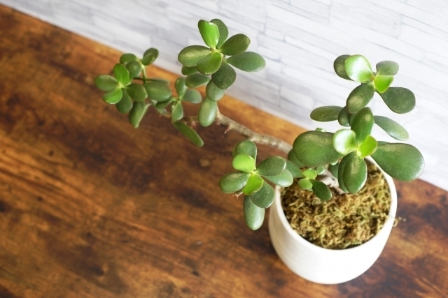 カネノナルキ 花月 はなぜ縁起が良いのか 花言葉は 花が咲くのか など わかりやすく解説していきます 運気を上げて金運アップするための開運 アイテムを紹介します