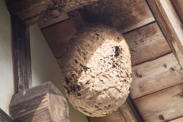 蜂の巣は縁起物だった 玄関に飾る 蜂も縁起物なの などの疑問をわかりやすく解説していきます 運気を上げて金運アップするための開運アイテムを紹介します