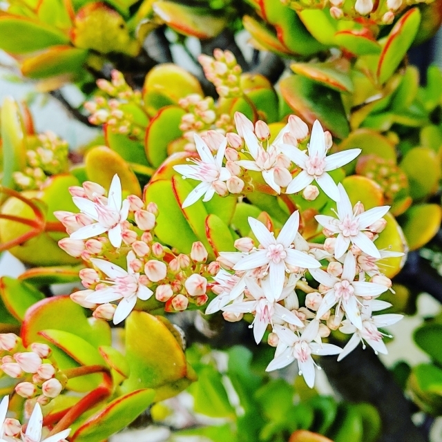 カネノナルキ 花月 はなぜ縁起が良いのか 花言葉は 花が咲くのか など わかりやすく解説していきます 運気を上げて金 運アップするための開運アイテムを紹介します